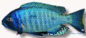 ovatus eastern (4 - 5 cm)