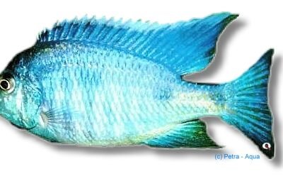 mloto (4 - 5 cm)