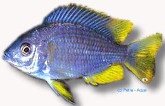 borleyi yelow fin (4 - 5 cm)