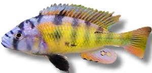 sp. ch 44 (5 - 6 cm)
