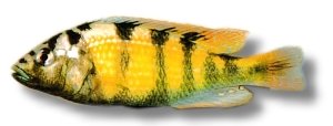 obliquidens zebra (5 - 6 cm)