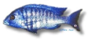Chunky Hap (Protomelas annetens) 4–5 cm