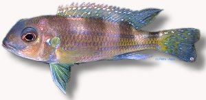 Spangled Cichlid (Limnochromis auritus) 3–4 cm