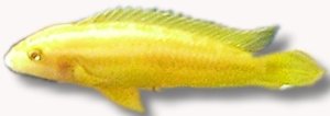 Ornate Julie, Yellow - Albino (Julidochromis ornatus albin) 4,5–5,5 cm