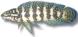 transcriptus gombi (4,5 - 5,5 cm)