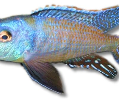 Lichmochromis acuticeps 4–5 cm