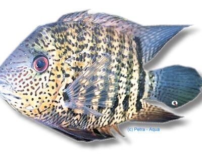 Heros sp. efasciatus 4–5 cm