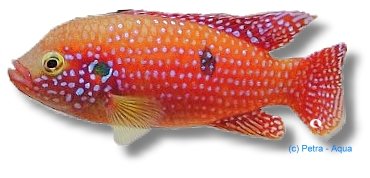guttatus (5 - 7 cm)