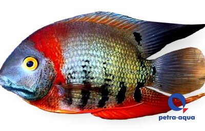 rotkeil sp. (2 - 2,5 cm)