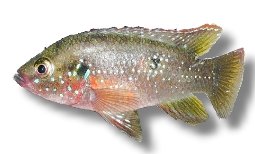 Red Cichlid, Jewelfish, Jew (Hemichromis bimaculatus) 5–7 cm