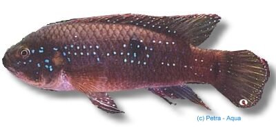 paynei (4 - 5 cm)