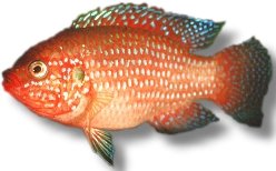 lifalili (4 - 5 cm)