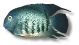 severum (> 8 cm)