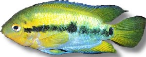 multispinosa (9 - 13 cm)