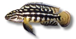 marlieri (6 - 7 cm)