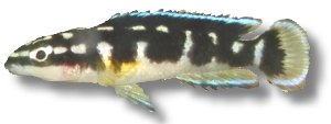 transcriptus (> 6 cm)