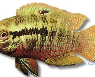 Red Breasted Cichlid, Green (Laetacara Aequidens dorsigerus) >7 cm
