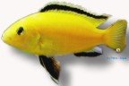 species yelow (7 - 9 cm)