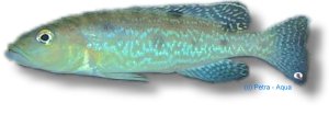 Marbled Lamprologus (Lamprologus attenuatus) 4,5–5,5 cm