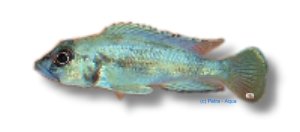 lemairii (5,5 - 7 cm)