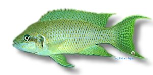 olivaceus (4 - 5 cm)