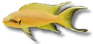 brichardi (4 - 5 cm)
