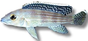 tetracanthus (XL)