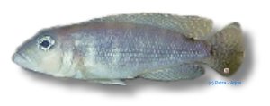 meeli (4,5 - 5 cm)