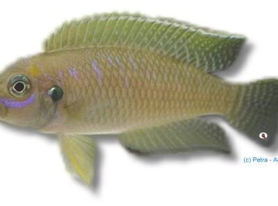 sp. magarae (3,5 - 4 cm)