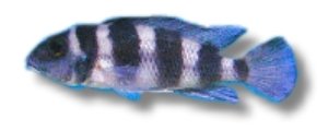 tretocephalus (4 - 5 cm)