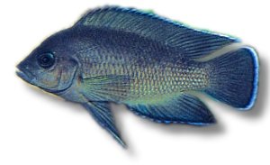 Moore's Lamporologus (Lamprologus moorii) 4–5 cm