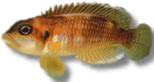 ocellatus (3,5 - 4 cm)