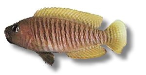 multifasciatus (> 4 cm)