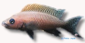 walteri (5 - 6 cm)