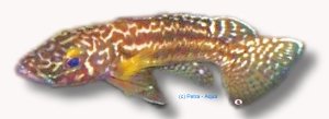 nkambae (6 - 7 cm)