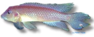 werneri (3,5 - 4,5 cm)