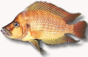 Compressed Cichlid Red (Lamprologus compressiceps - red) 5–7 cm