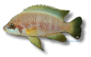 mustax (4 - 5,5 cm)