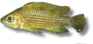Lamprologus toae >5,5 cm