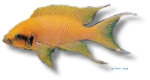 pulcher (> 5,5 cm)