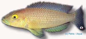 callipterus (5,5 - 6 cm)