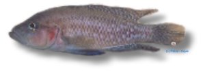 obscurus (5,5 - 6 cm)