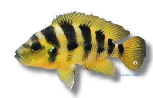 Elongatus, Elongate Lamprol (Lamprologus elongatus) >7 cm