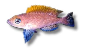 caudopunktatus r. f. (> 5,5 cm)