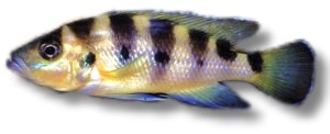 Lamprologus sexfasciatus >5 cm