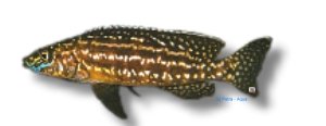 kendalli (5 - 7 cm)
