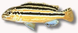 Nyasa Golden Cichlid, Aurat (Melanochromis auratus) 4–5 cm
