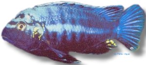Brevis Mbuna (Melanochromis brevis) 7–9 cm