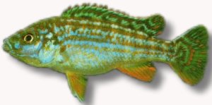 joanjohnsonae /exasp (5 - 6 cm)