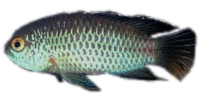 Golden Dwarf Acara, Anomala (Nannacara anomala) 3,5–4 cm